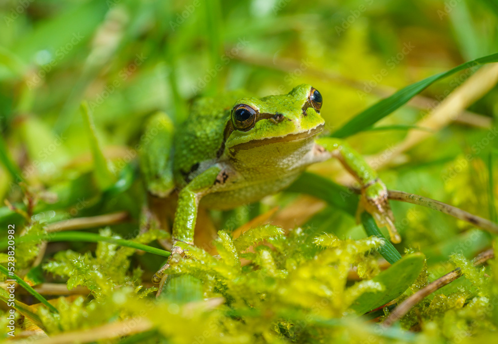 Pacific Chorsu Frog (Pseudacris regilla) Pacific Chorsu Frog (Pseudacris regilla)