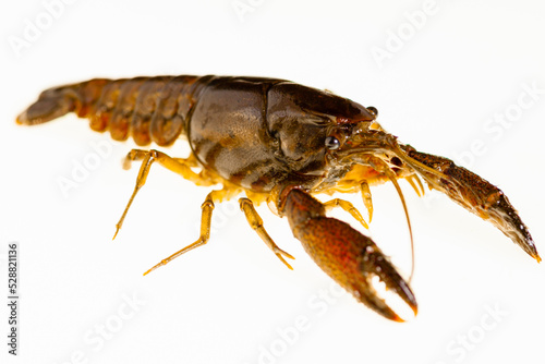 Full body shot of a red crayfish on a white background, an image of the body of a crayfish isolated.