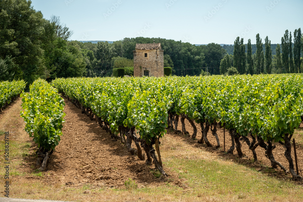 Rows of green grapevines growing on pebbles on vineyards near Lacoste village in Luberon, Provence, France