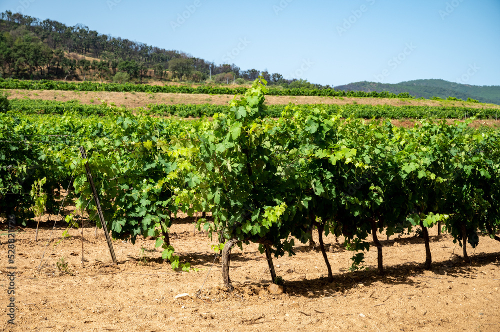 View on vineyards Cotes de Provence, production of rose wine near Saint-Tropez, Var, France