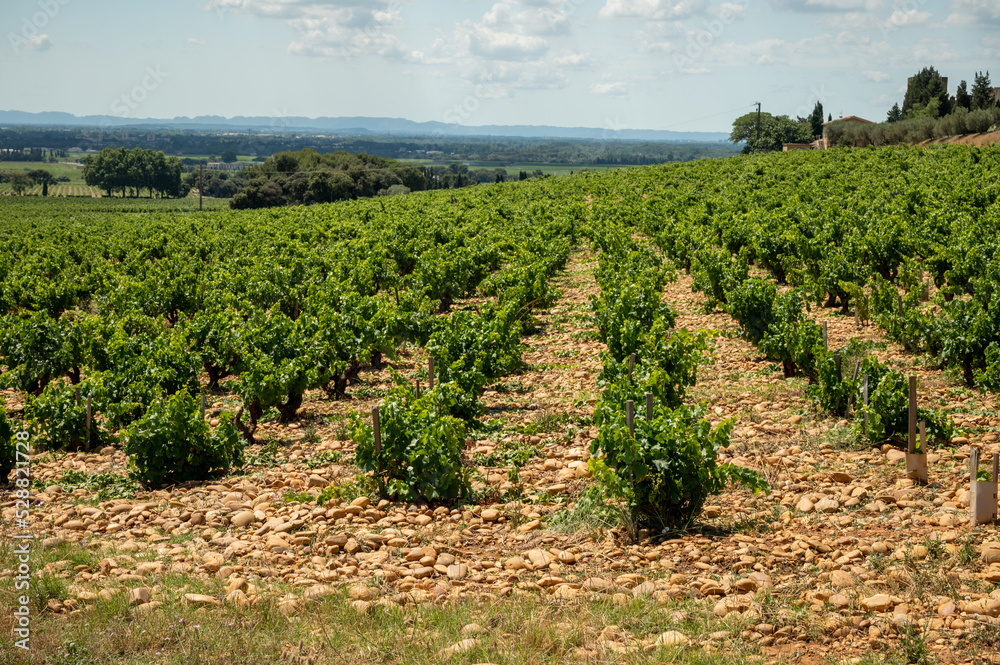 Green grapevines growing on rounded pebbles on vineyards near famous winemaking ancient village Châteauneuf-du-Pape, Provence, France Green grapevines growing on rounded pebbles on vineyards near famous winemaking ancient village Châteauneuf-du-Pape, Provence, France