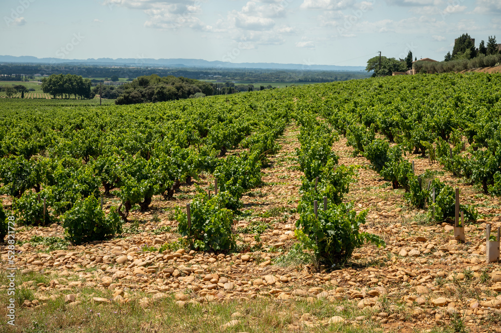 Green grapevines growing on rounded pebbles on vineyards near famous winemaking ancient village Châteauneuf-du-Pape, Provence, France