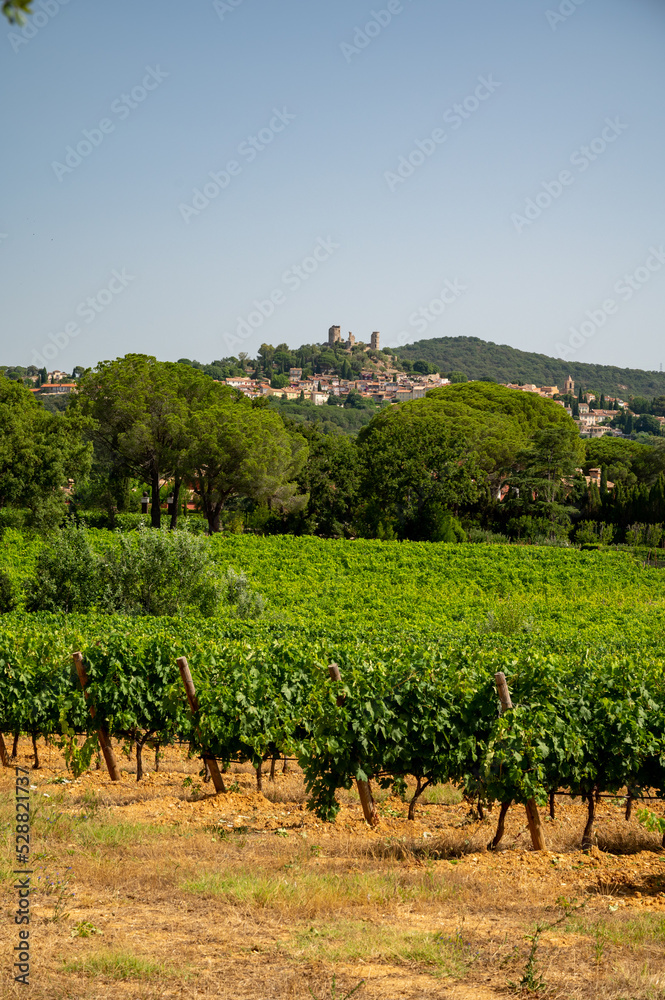 View on vineyards Cotes de Provence, production of rose wine near Grimaud village, Var, France