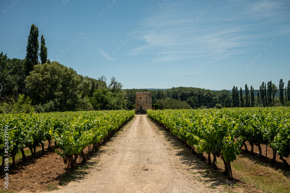 Obraz premium Rows of green grapevines growing on pebbles on vineyards near Lacoste village in Luberon, Provence, France