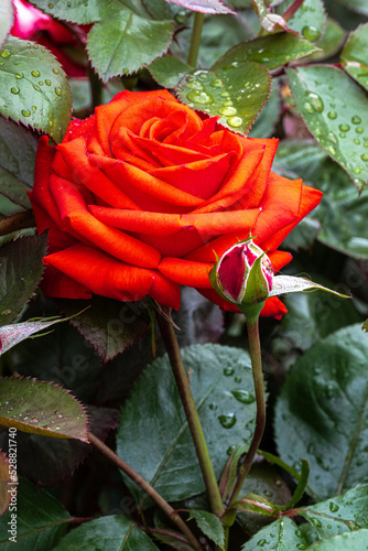 Flowers of ‘Reba McEntire’ Rose photo