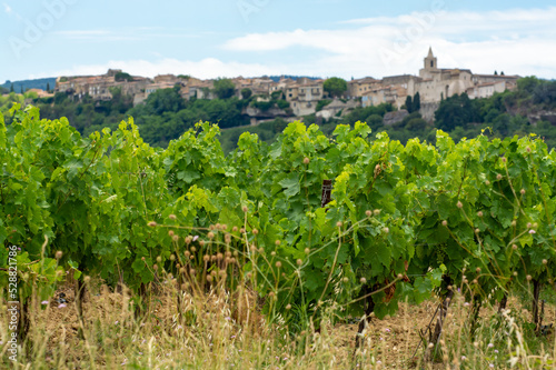 Rows of green grapevines growing on pebbles on vineyards near Lacoste village in Luberon  Provence  France