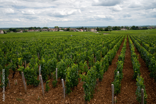 Green vineyards with growing grapes plants, production of high quality famous French white wine in Puligny-Montrachet village, Burgundy, France