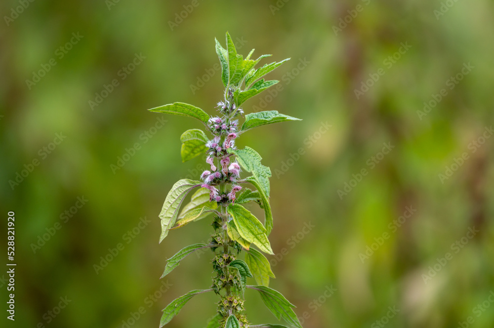 Medicinal plant leonurus cadriaca or motherwort growing in garden