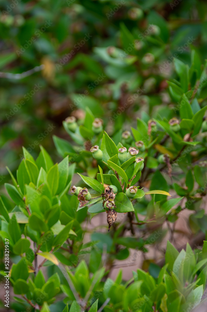 Botanical collection, leaves and berries of myrtus communis or true myrtle plant growing in garden Botanical collection, leaves and berries of myrtus communis or true myrtle plant growing in garden