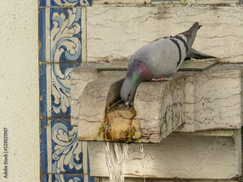 Pigeon drinking some water.