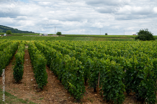 Green vineyards with growing grapes plants  production of high quality famous French white wine in Puligny-Montrachet village  Burgundy  France