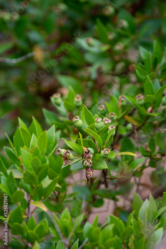 Botanical collection, leaves and berries of myrtus communis or true myrtle plant growing in garden