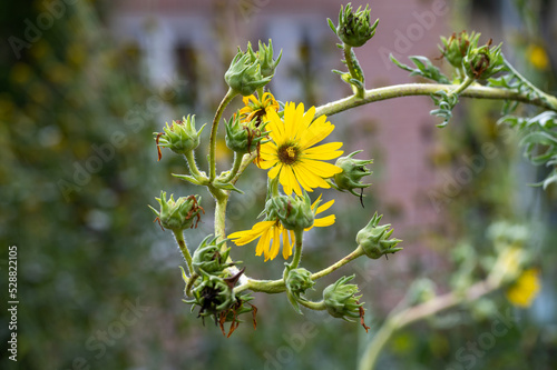 Yellow flowers heads of Silphium laciniatum or compass plant growing in garden photo