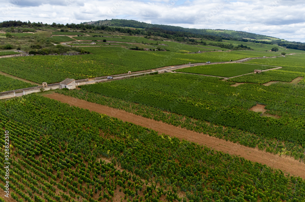 Aerial view on green vineyards with growing grapes plants, production of high quality famous French white wine in Puligny-Montrachet village, Burgundy, France