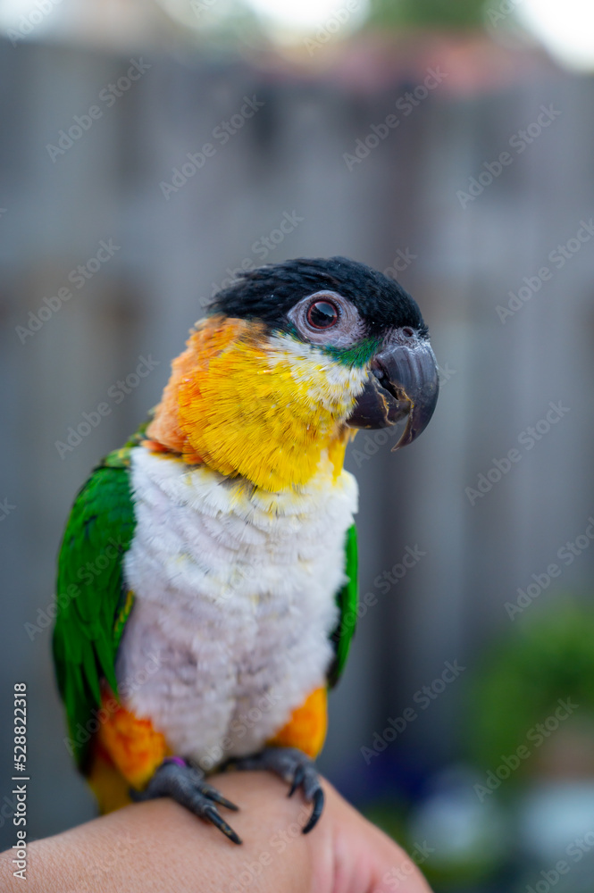 Small colorful Australian lory parrot sitting on hand