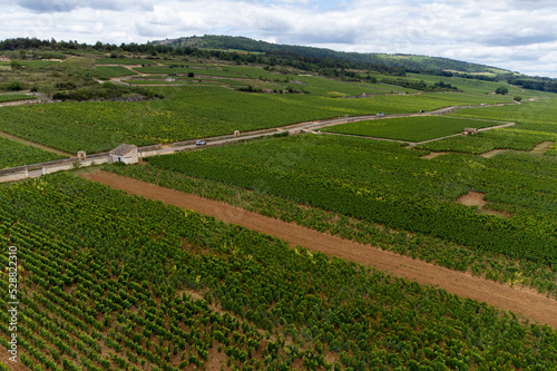 Aerial view on green vineyards with growing grapes plants  production of high quality famous French white wine in Puligny-Montrachet village  Burgundy  France