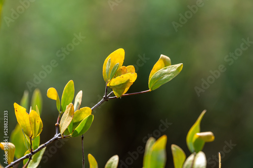 Leaves of Jojoba Simmondsia chinensis goat nut plant