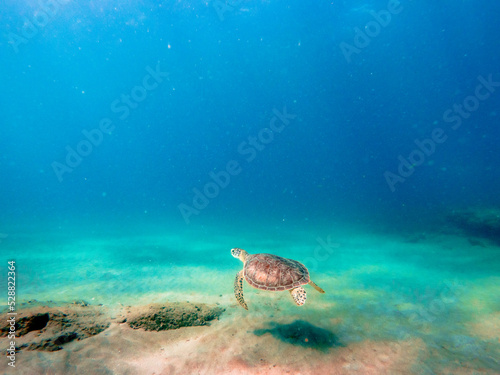 Hawksbill sea turtle swimming in ocean