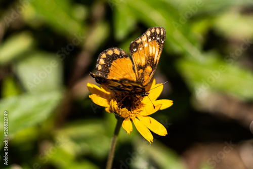 butterfly on yellow flower © Michelle