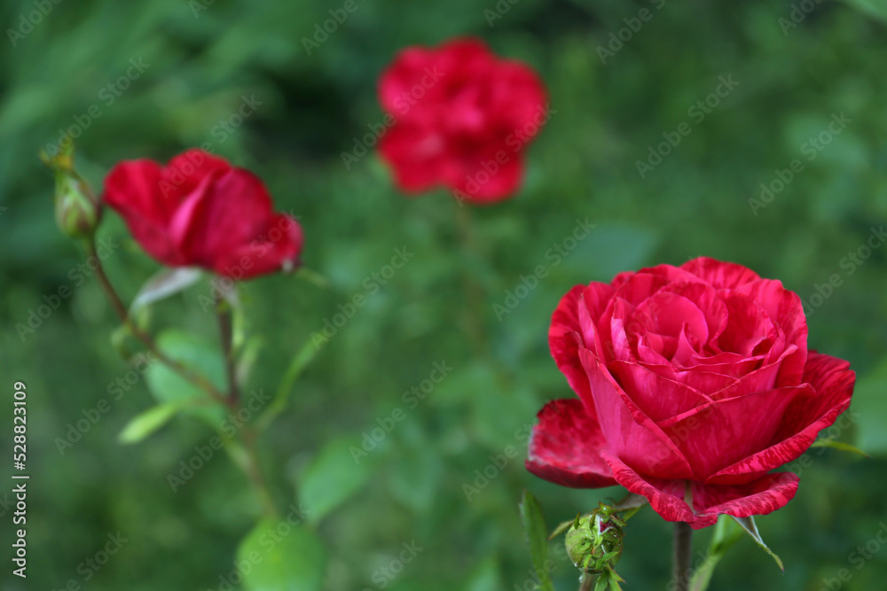 Fototapeta premium Bush with beautiful blooming roses in garden, closeup. Space for text