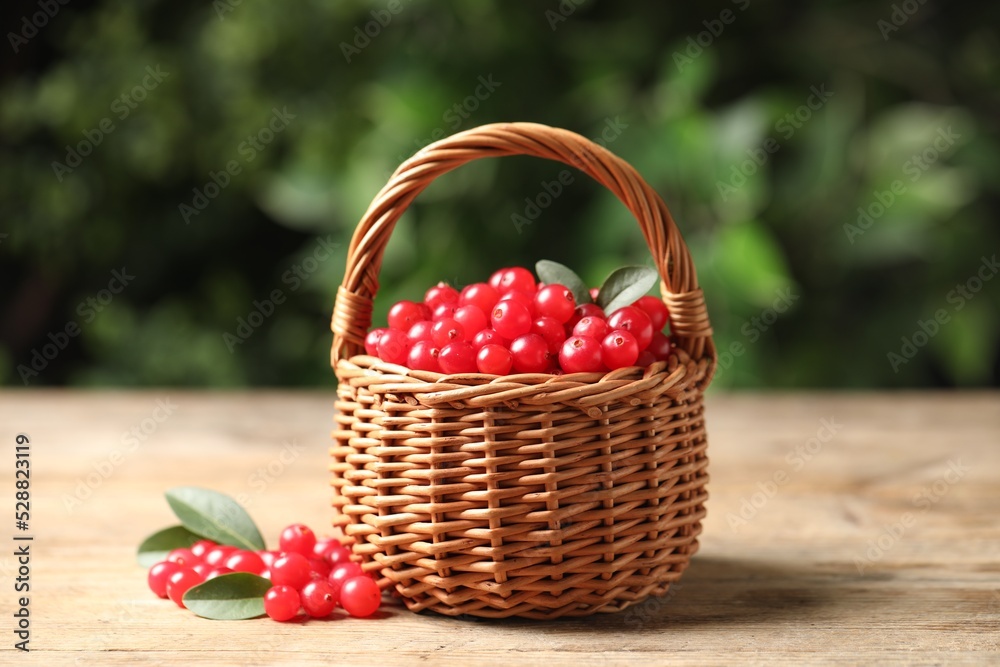 Ripe fresh cranberry in wicker basket on wooden table Ripe fresh cranberry in wicker basket on wooden table
