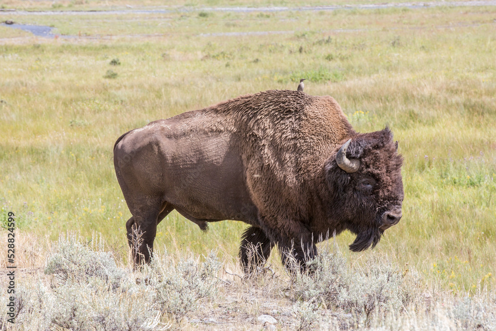 American bison roaming with a bird riding on his back in Yellowstone National Park