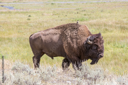 American bison roaming with a bird riding on his back in Yellowstone National Park