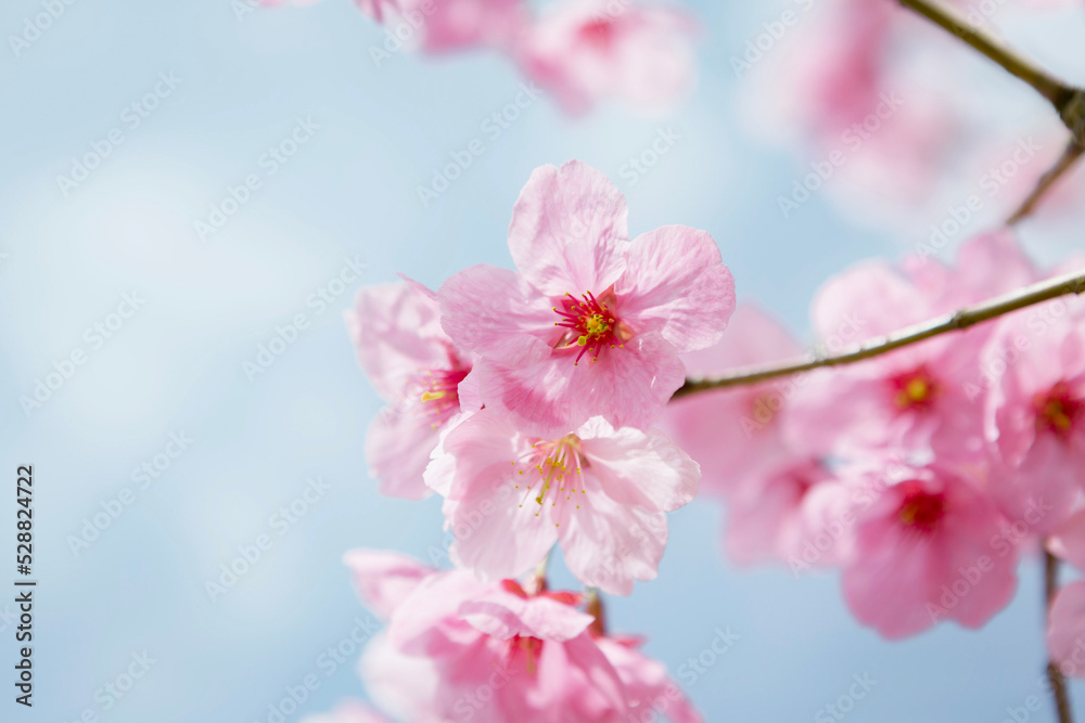 早咲き種の陽光桜をクローズアップ
