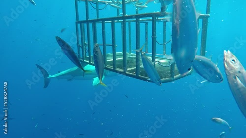 Great white shark close to cage

