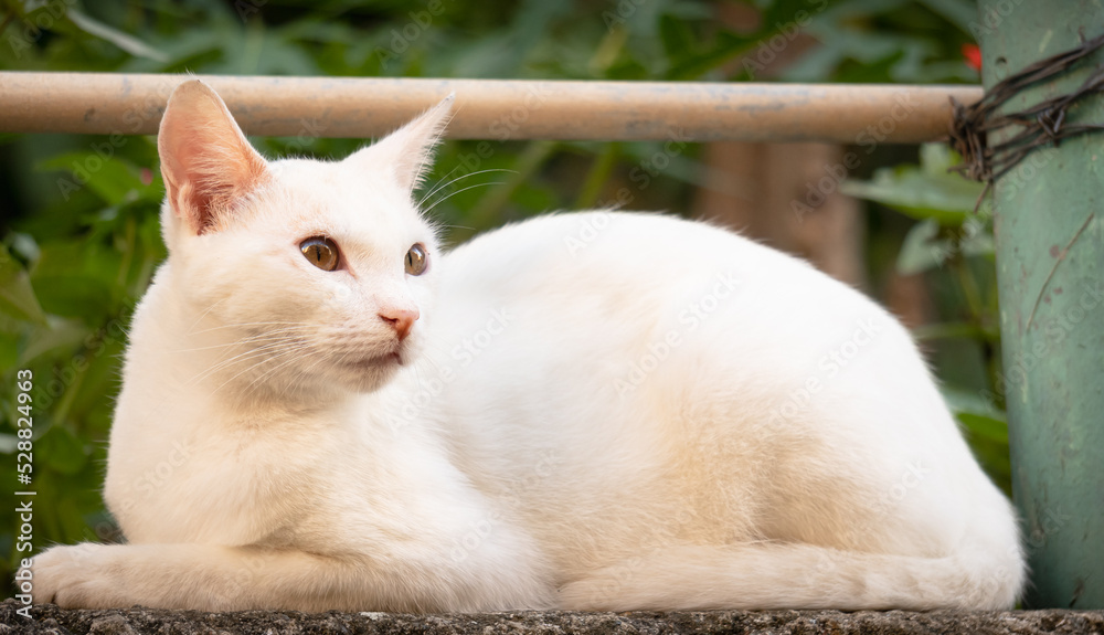 cat on the garden cat on the garden