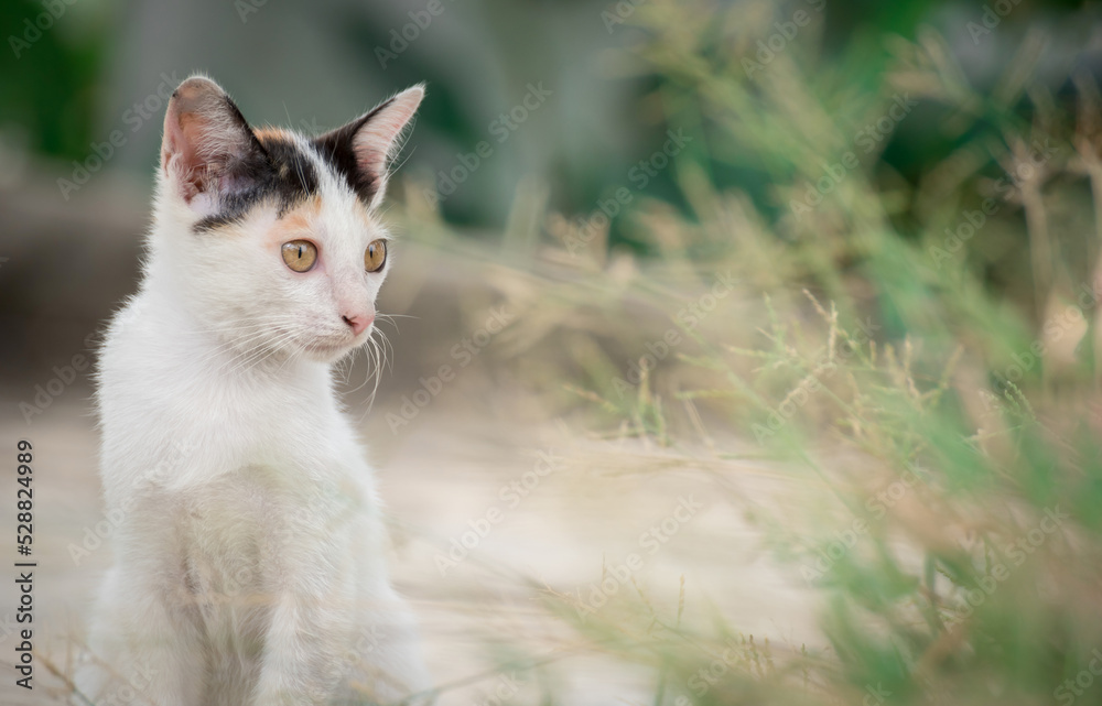 white Little Cat on the grass, kitten playing in morning white Little Cat on the grass, kitten playing in morning