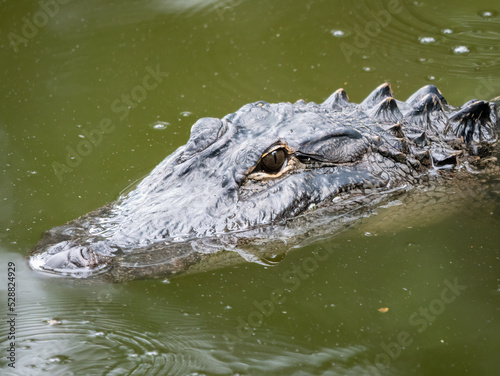 american alligator swimming in a large pond