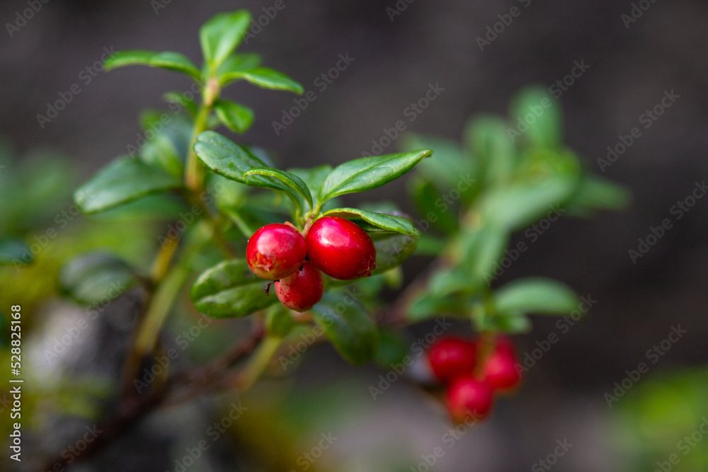 Fototapeta premium red currant bush