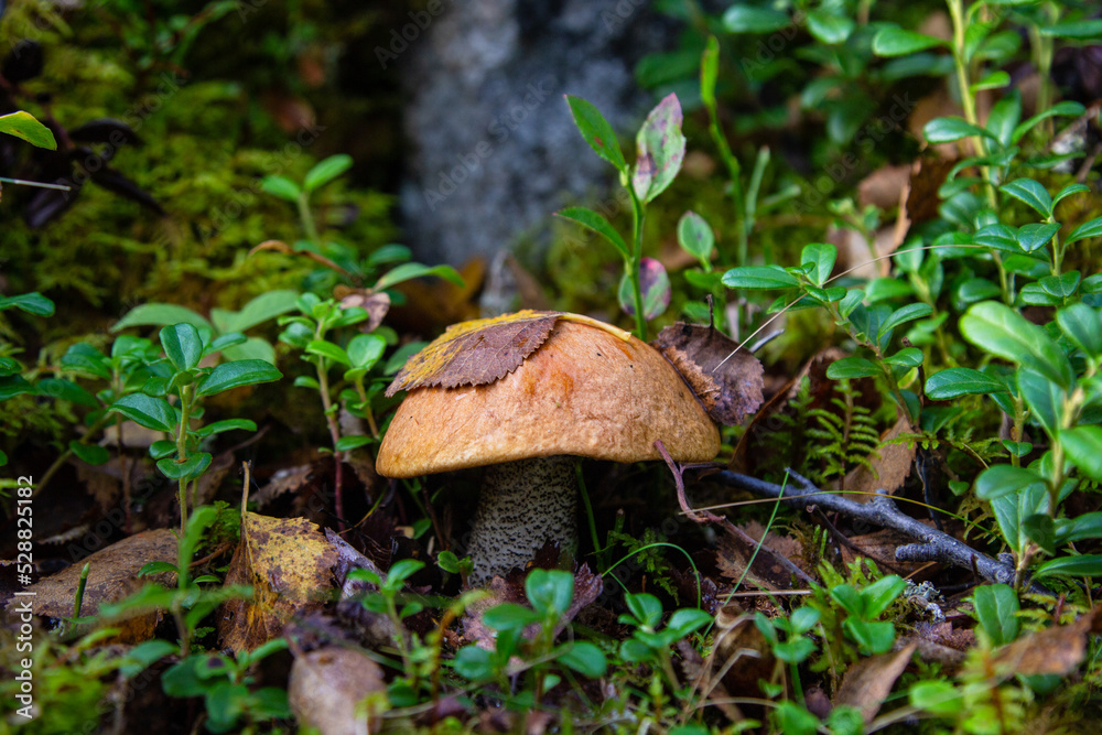 mushroom in the forest mushroom in the forest