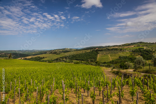 Rolling hills of grape vines at a vineyard in Tuscany in the Chianti region in Tuscany, Italy, Europe.