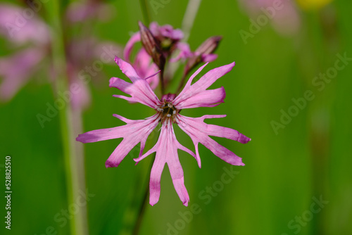 Pink flower in shallow depth of field with blurred green background. Ragged-Robin  Silene flos-cuculi .