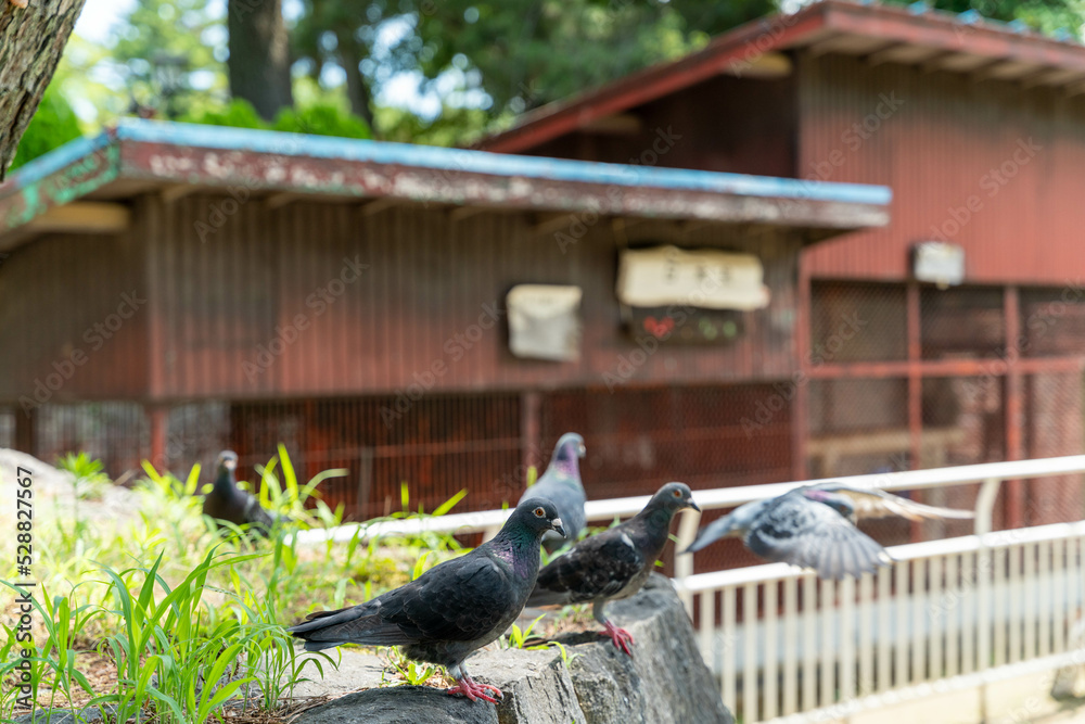 Obraz premium 土浦城 鳩