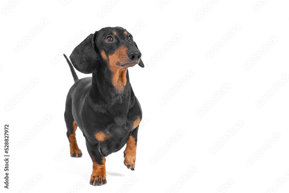 Well-groomed adult dog stands half-turned, looks expectantly to side with its paw raised. Sleek dachshund on white background waiting for food. Smart dog follows handler commands. Isolated copy space