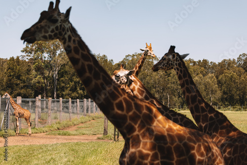 Mogo Australia  Rothschild s giraffe sitting on ground  also known as Baringo giraffe or Ugandan giraffe