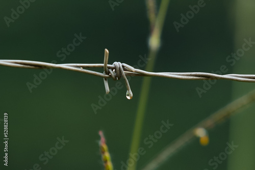 barbed wire