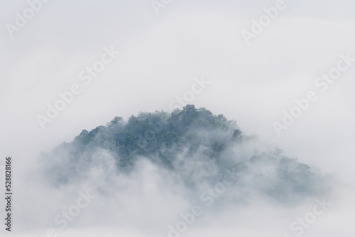 Misty landscape with forest. Foggy clouds above tree.