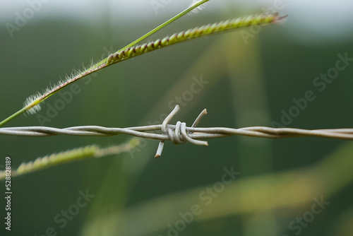 barbed wire