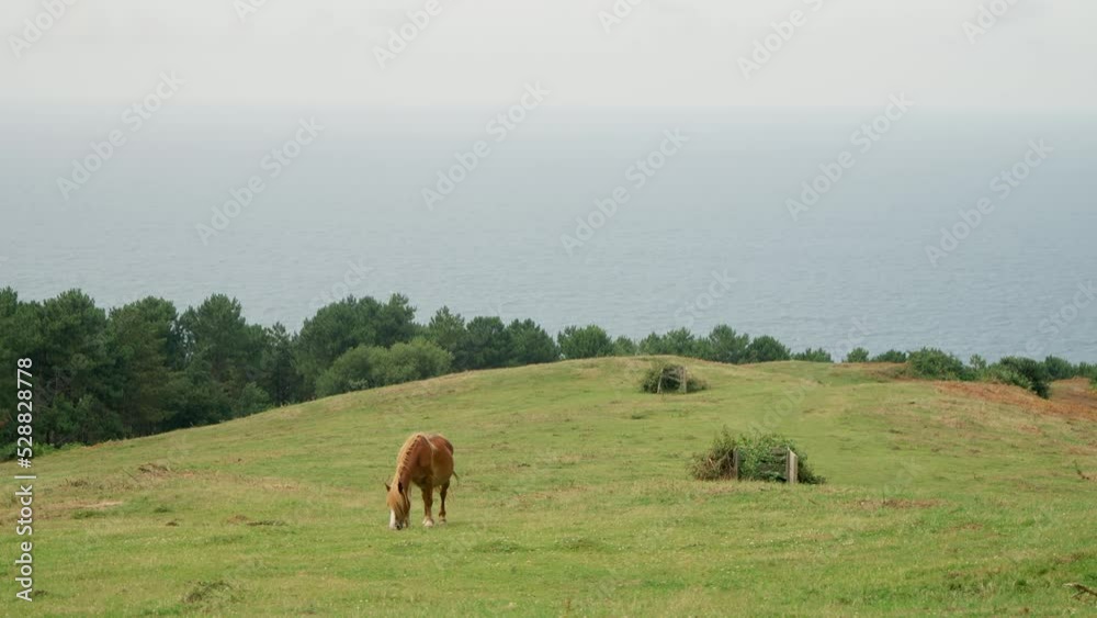 Horse grazes on meadow near lush trees growing against sea Horse grazes on meadow near lush trees growing against sea