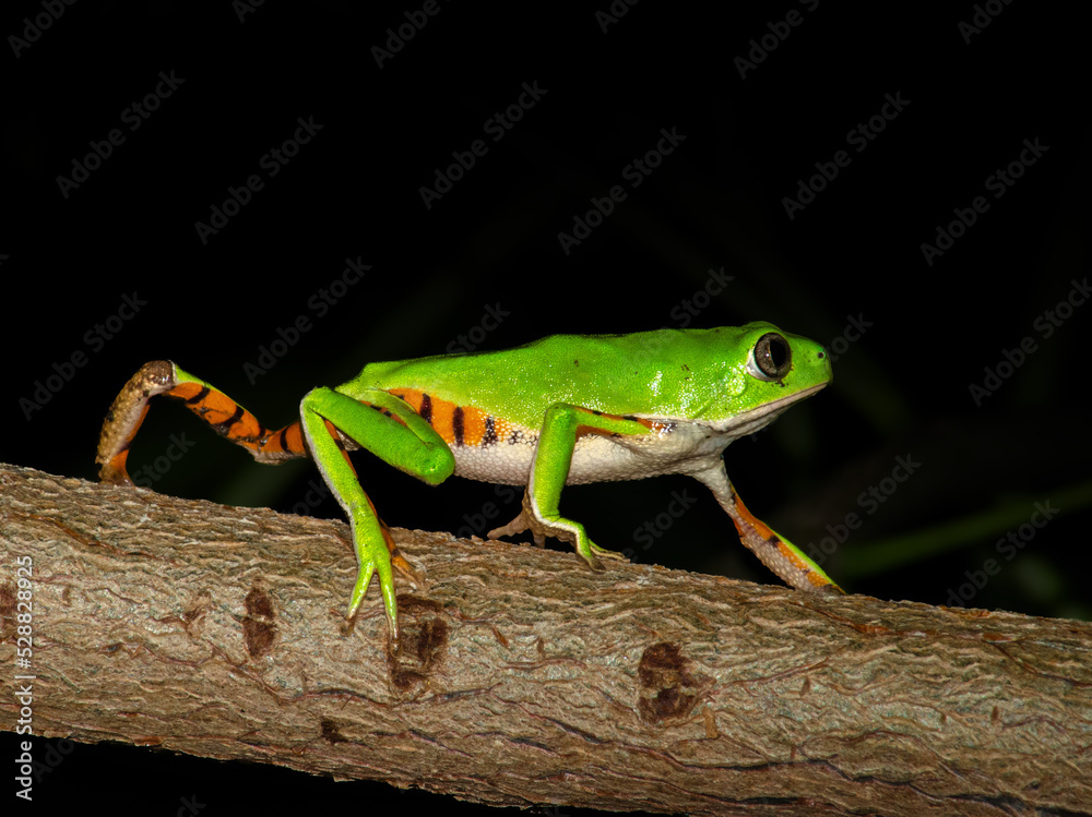 Fototapeta premium TREE FROG pithecopus gonzagai