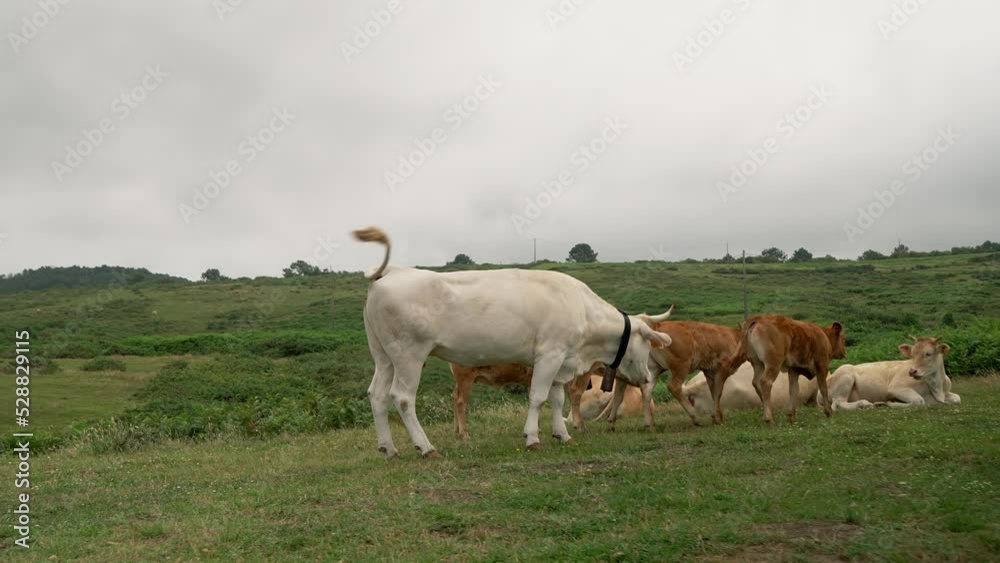 Cows graze on pasture eating green grass in highland Cows graze on pasture eating green grass in highland