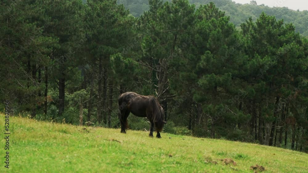Horse eats fresh green grass growing on farmland near forest Horse eats fresh green grass growing on farmland near forest