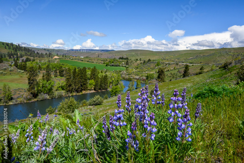 Blue flowers blooming on a Lupine plant, wildflower native to the dry shrub-steppe environment in Central Washington
 photo