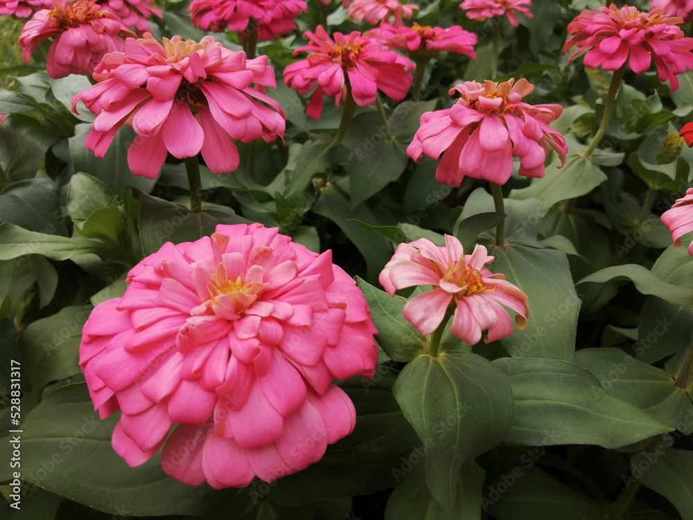 Common Zinnia or Zinnia elegans is one of the most famous flowering annuals of the genus Zinia Common Zinnia or Zinnia elegans is one of the most famous flowering annuals of the genus Zinia