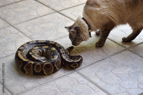 Bold cat sniffing a snake. Ball python and siamese kitten impossible friendship. 