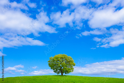 草原と青空に一本の木